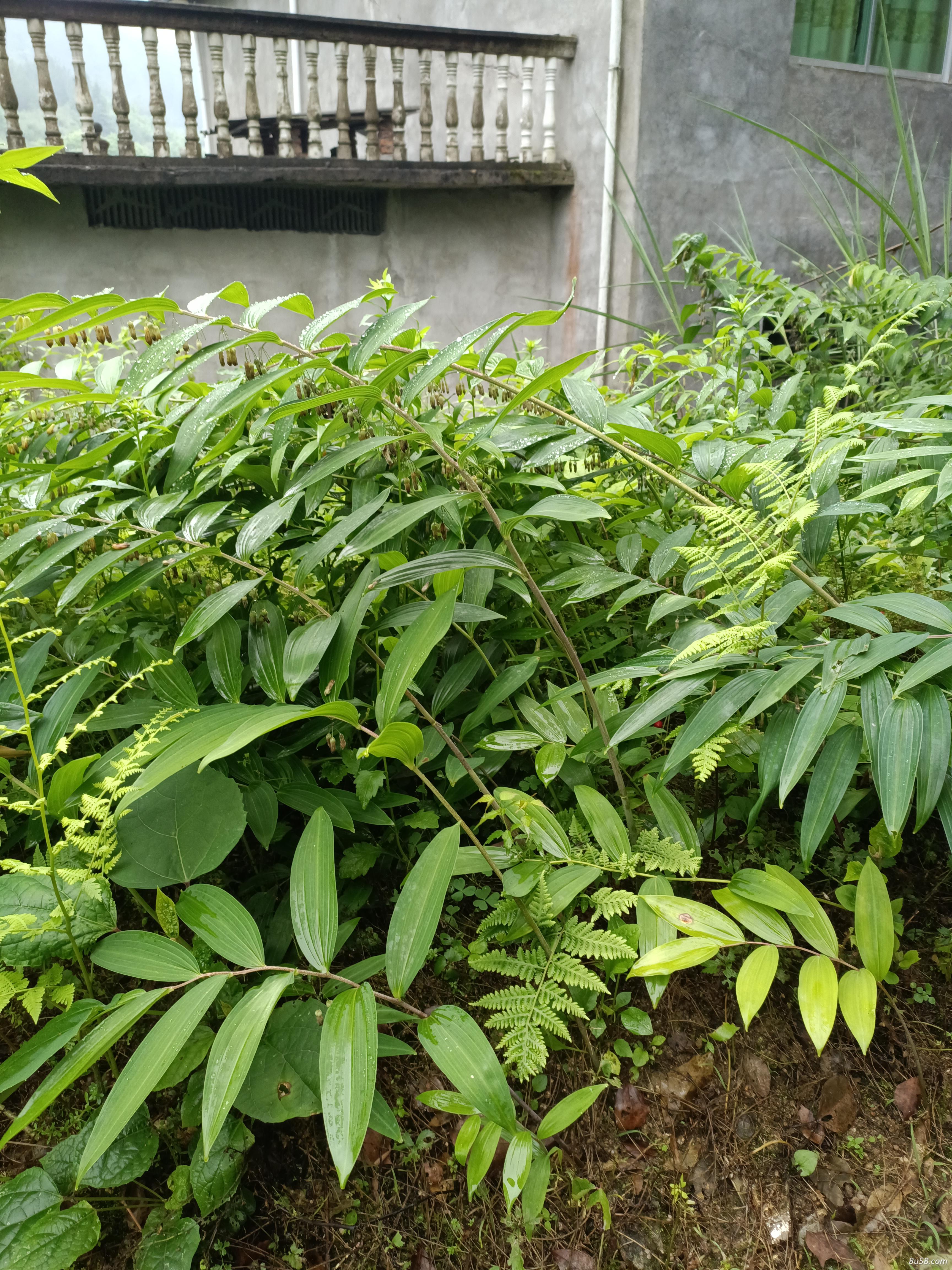 野生黄精欢迎大家收购