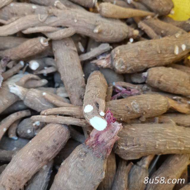 白芷，现货供应，各种个头规格都有