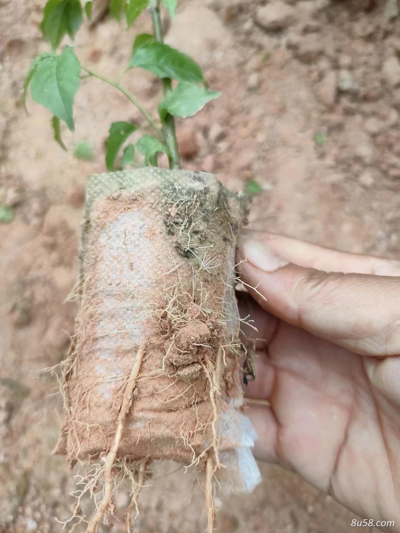 广西苗圃批发中草药岗梅营养杯苗