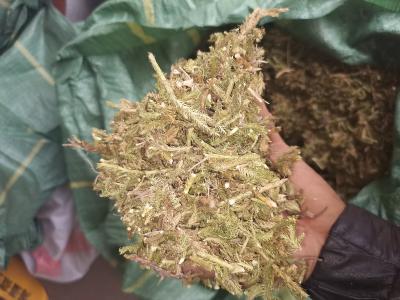 伸筋草有需要的老板联系
