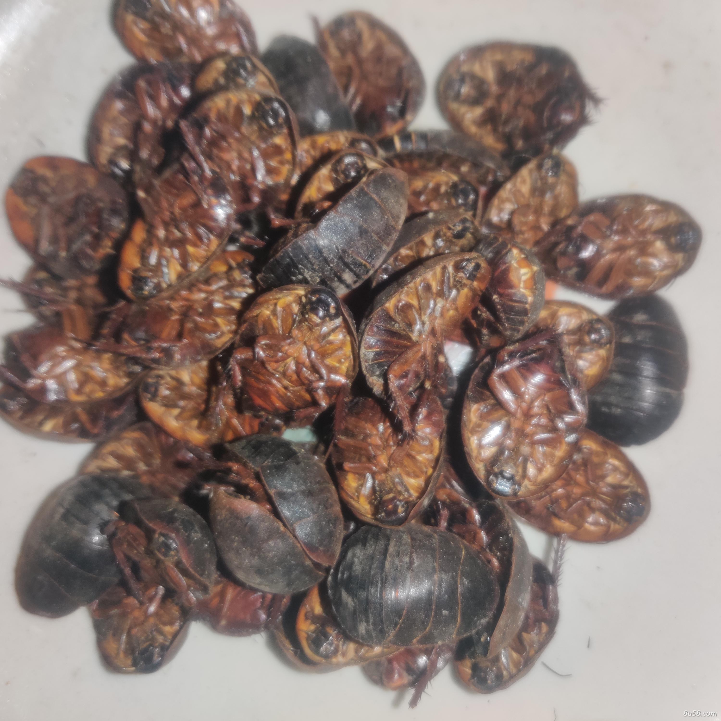野生土元，土鳖，清水货，烘干品