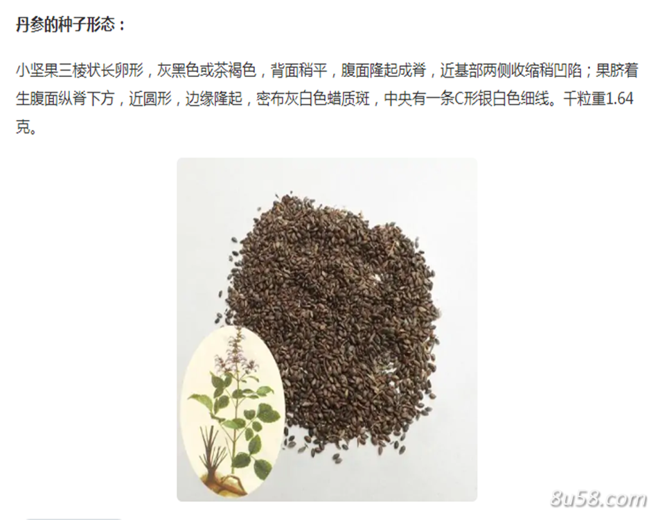丹参种子价格 丹参种子价格