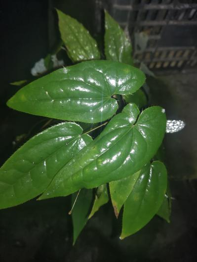 野生淫羊藿