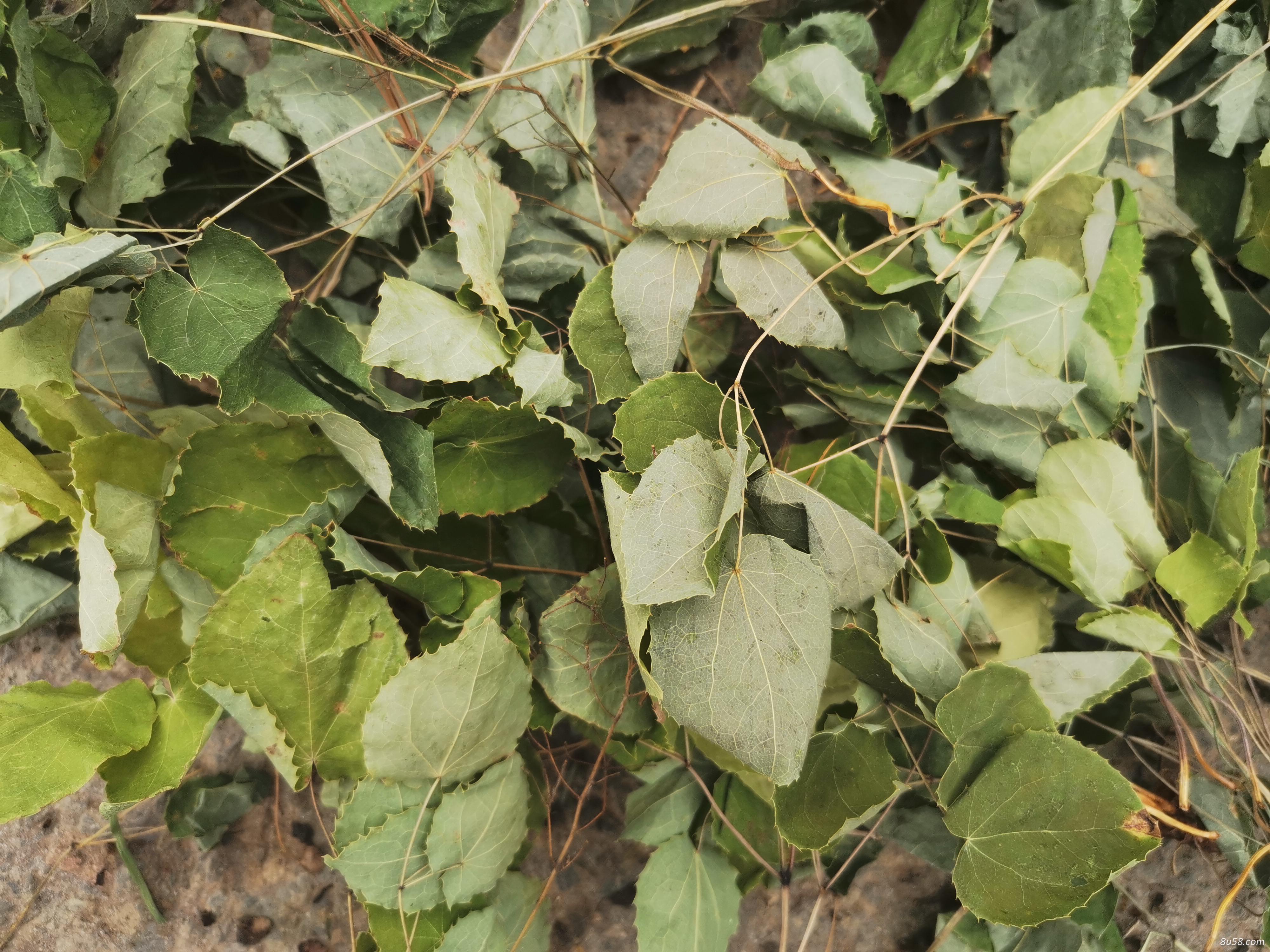 甘肃天水高含量无杂草淫羊藿