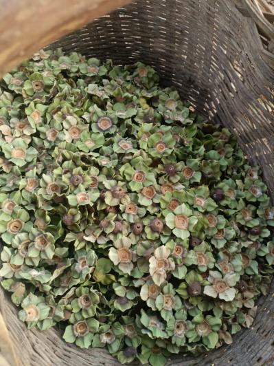 富平柿饼柿蒂