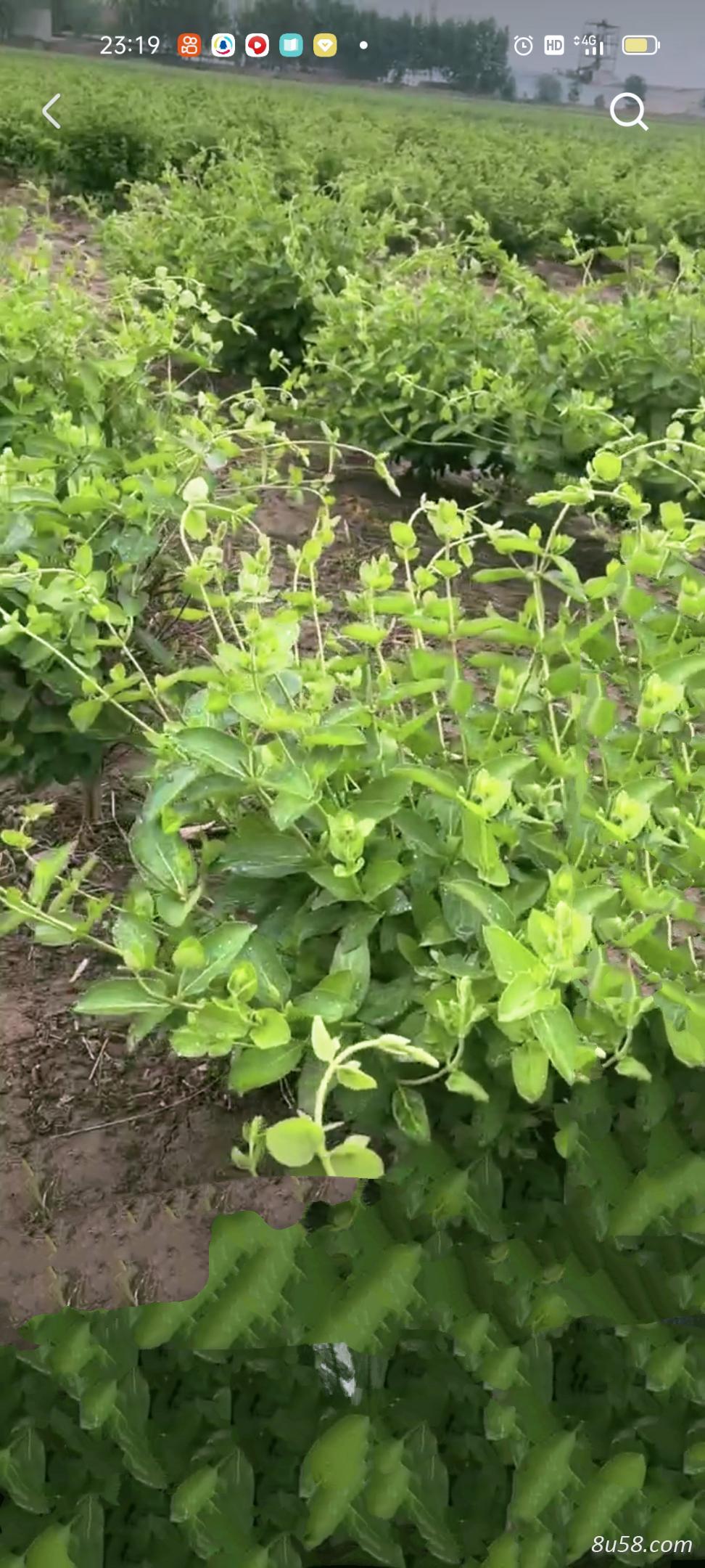百亩金银花大量出售
