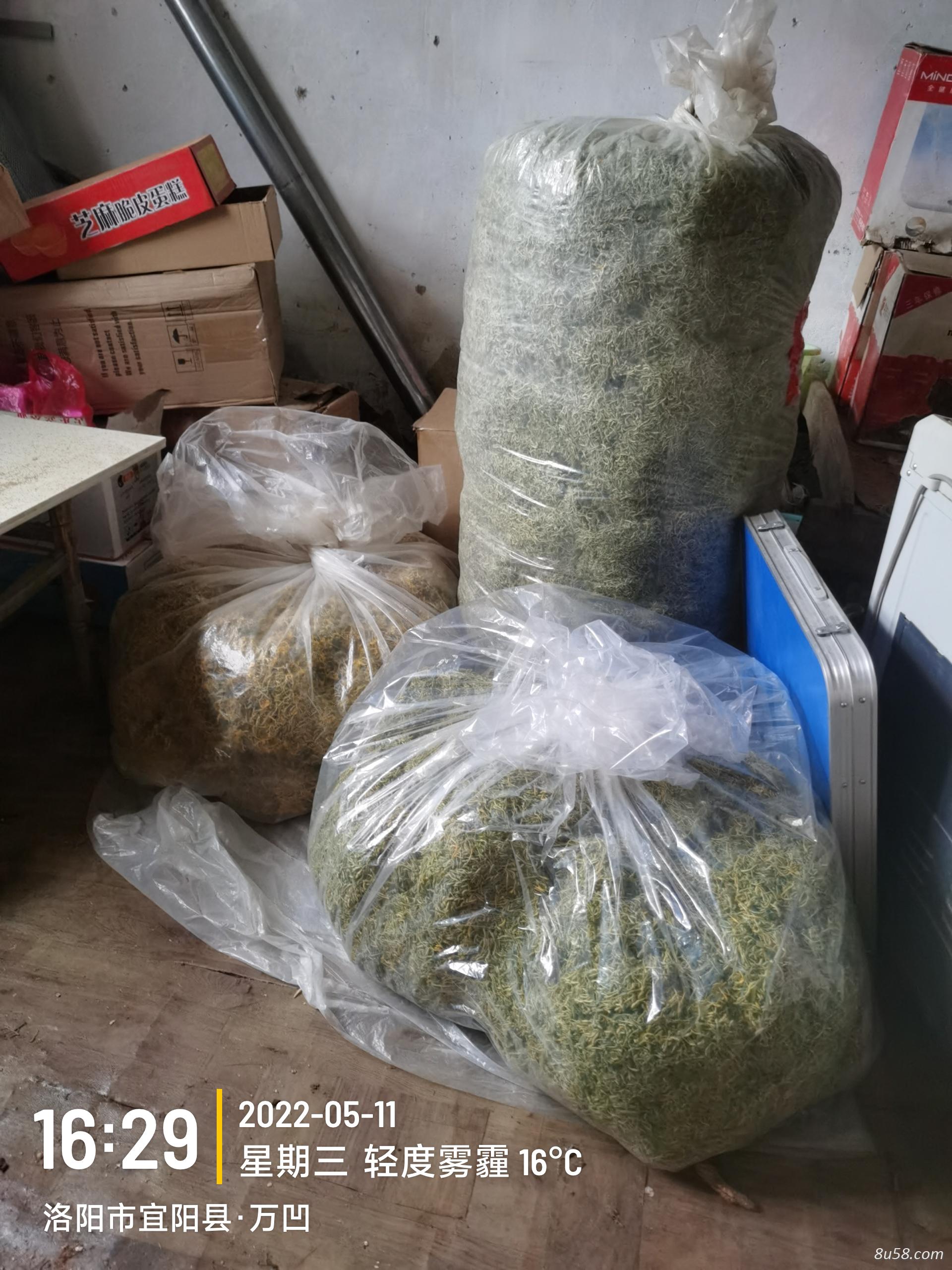 金银花