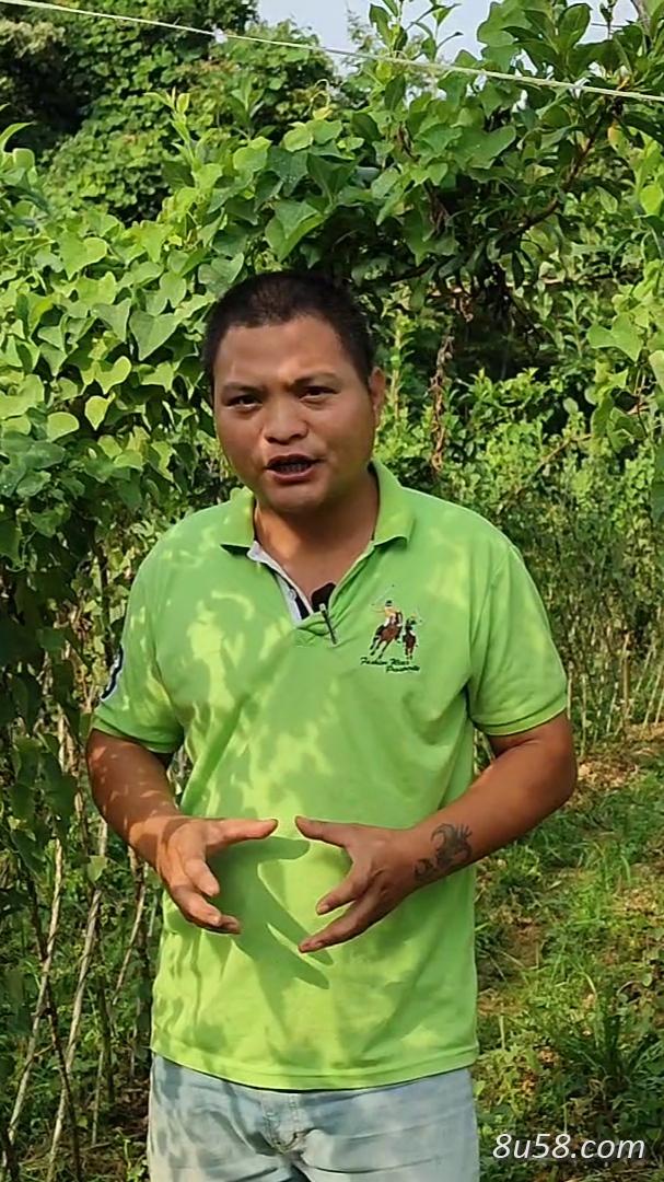 赣南小钟特供优质粉防己种子,免费提供育苗种植技术 赣南小钟特供优质粉防己种子,免费提供育苗种植技术