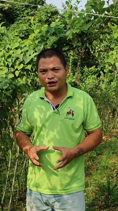 赣南小钟特供优质粉防己种子,免费提供育苗种植技术