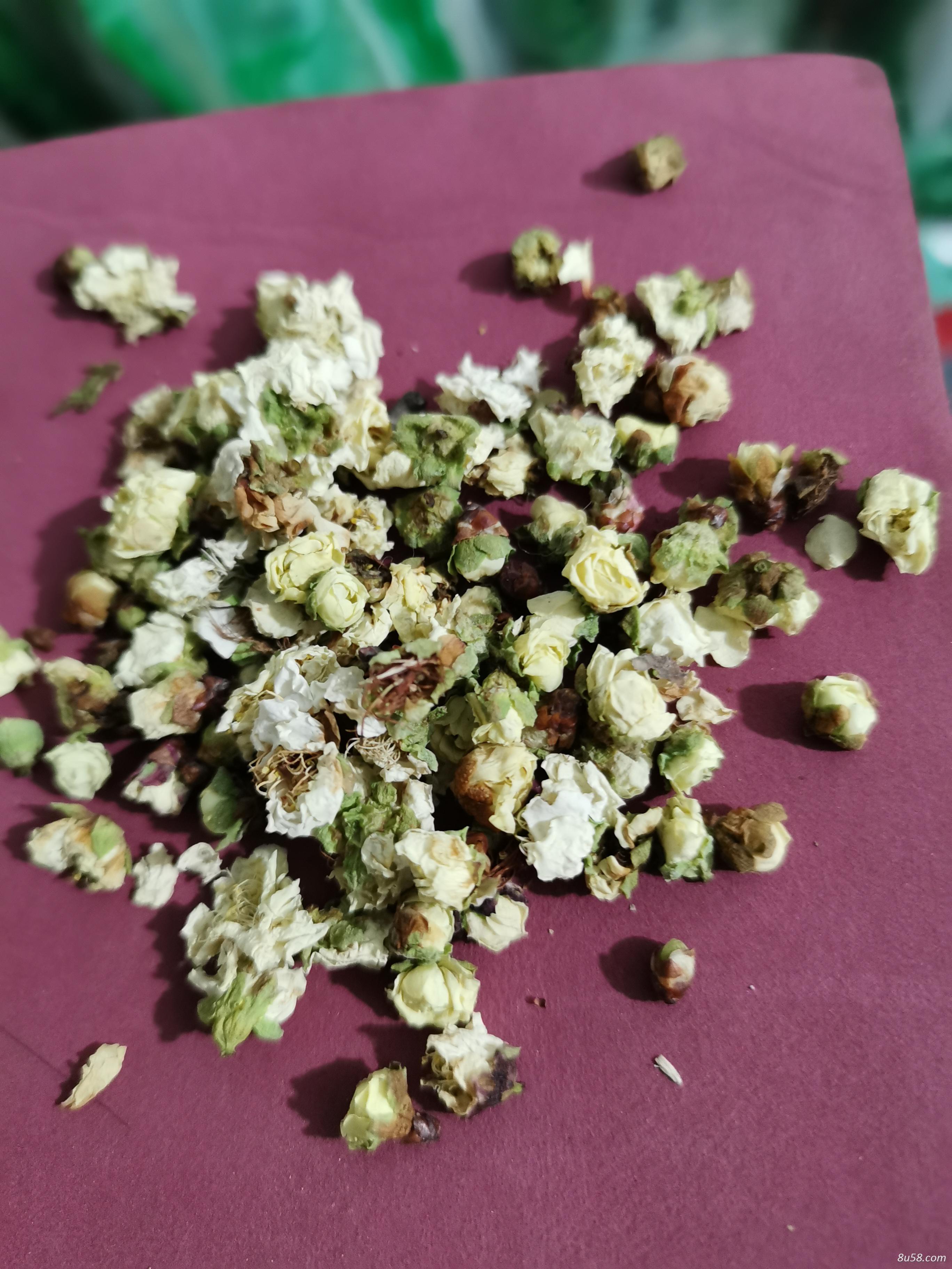 白梅花 白梅花批发零售