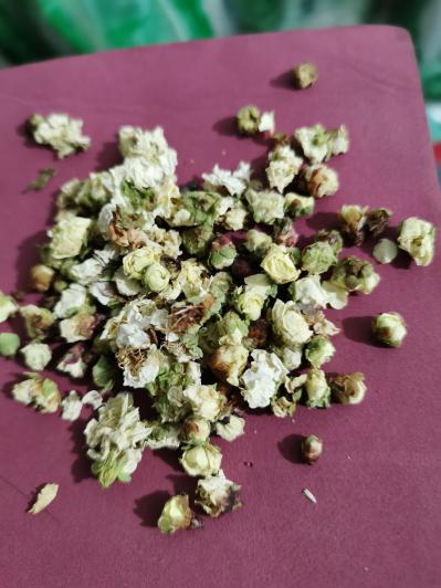 白梅花 白梅花批发零售