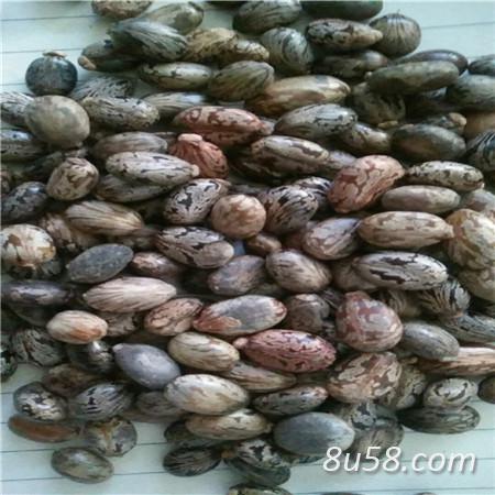蓖麻子 蓖麻子批发零售