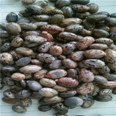 蓖麻子 蓖麻子批发零售