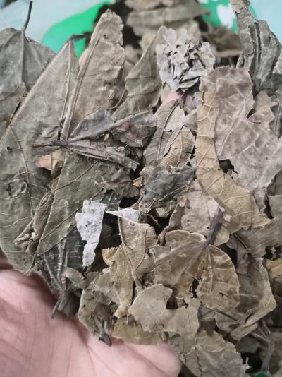 布渣叶 中药材布渣叶批发零售
