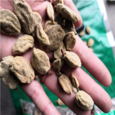 碧桃干 中药材碧桃干产地供应