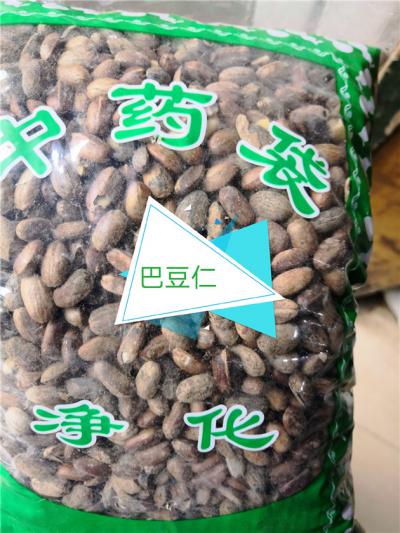 巴豆仁 中药材巴豆仁供应