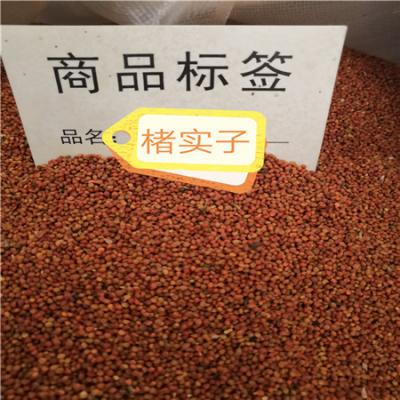 楮实子 中药材楮实子批发零售