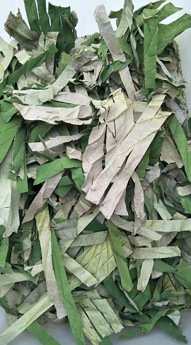 干荷叶批发
