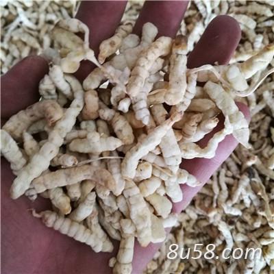 草石蚕 中药材草石蚕批发零售