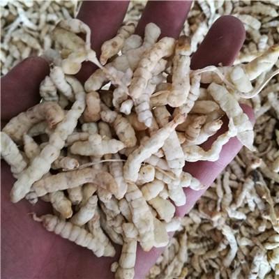 草石蚕 中药材草石蚕批发零售