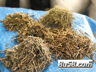 刺柏叶 中药材刺柏叶批发零售