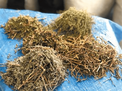 刺柏叶 中药材刺柏叶批发零售