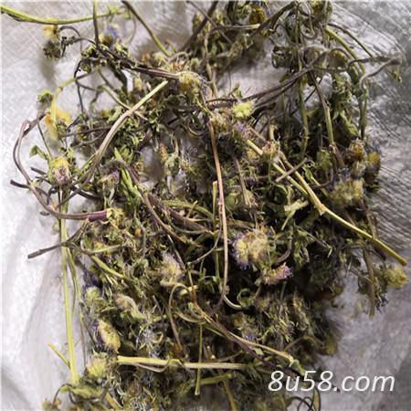 灯盏细辛 中药材灯盏细辛批发零售