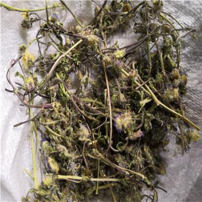 灯盏细辛 中药材灯盏细辛批发零售
