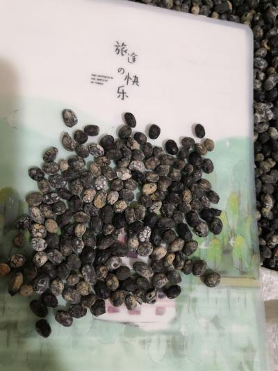 豆豉 中药材豆豉批发零售