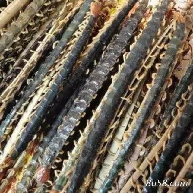 野生红头蜈蚣