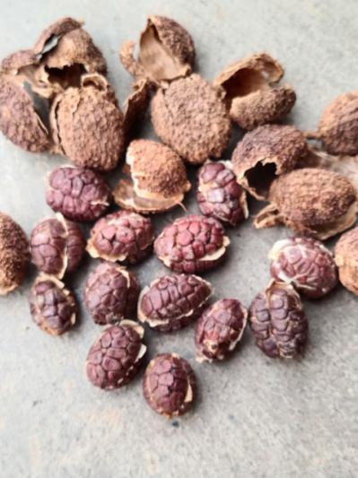 阳春砂仁版纳货
