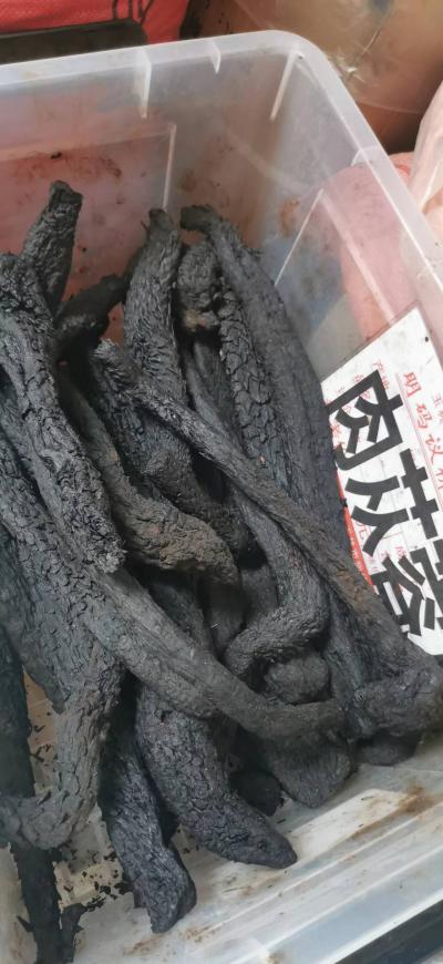肉苁蓉