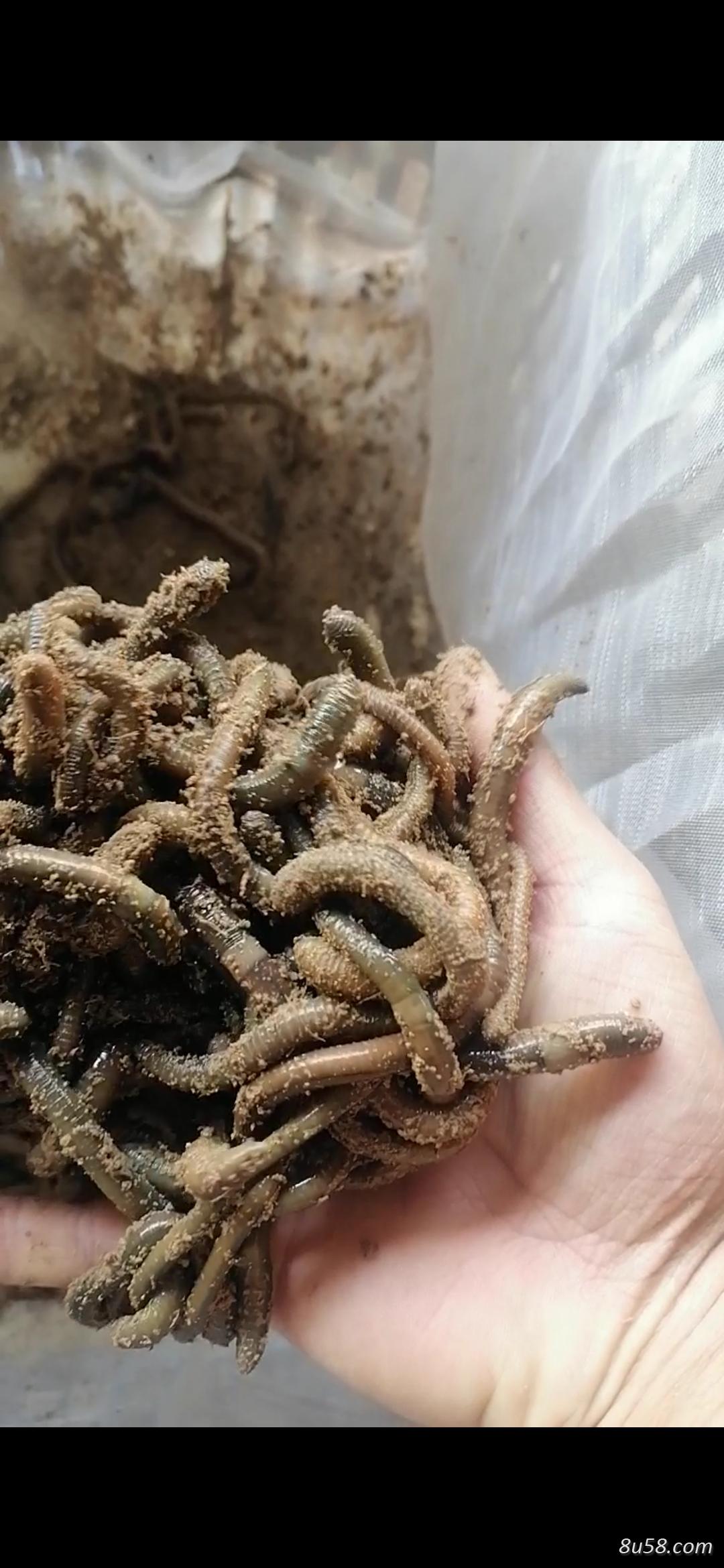 蚯蚓种苗批发零售