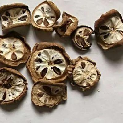 野生预知子 八月瓜