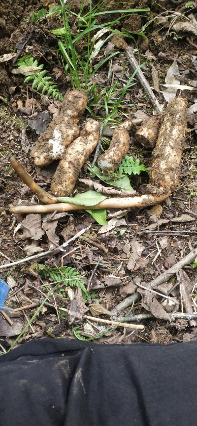 四川野生天麻需要的请联系   数量有限