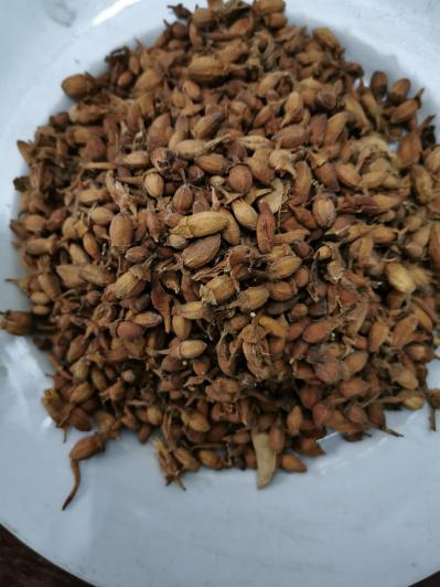 佛手花哪里有卖 佛手花多少钱一斤