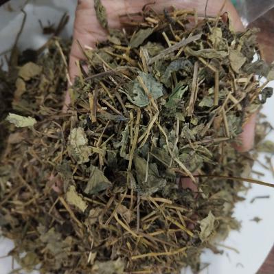 肺形草哪里有卖 中药材肺形草批发零售