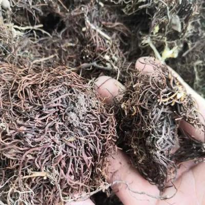 福寿草哪里有卖 中药材福寿草供应