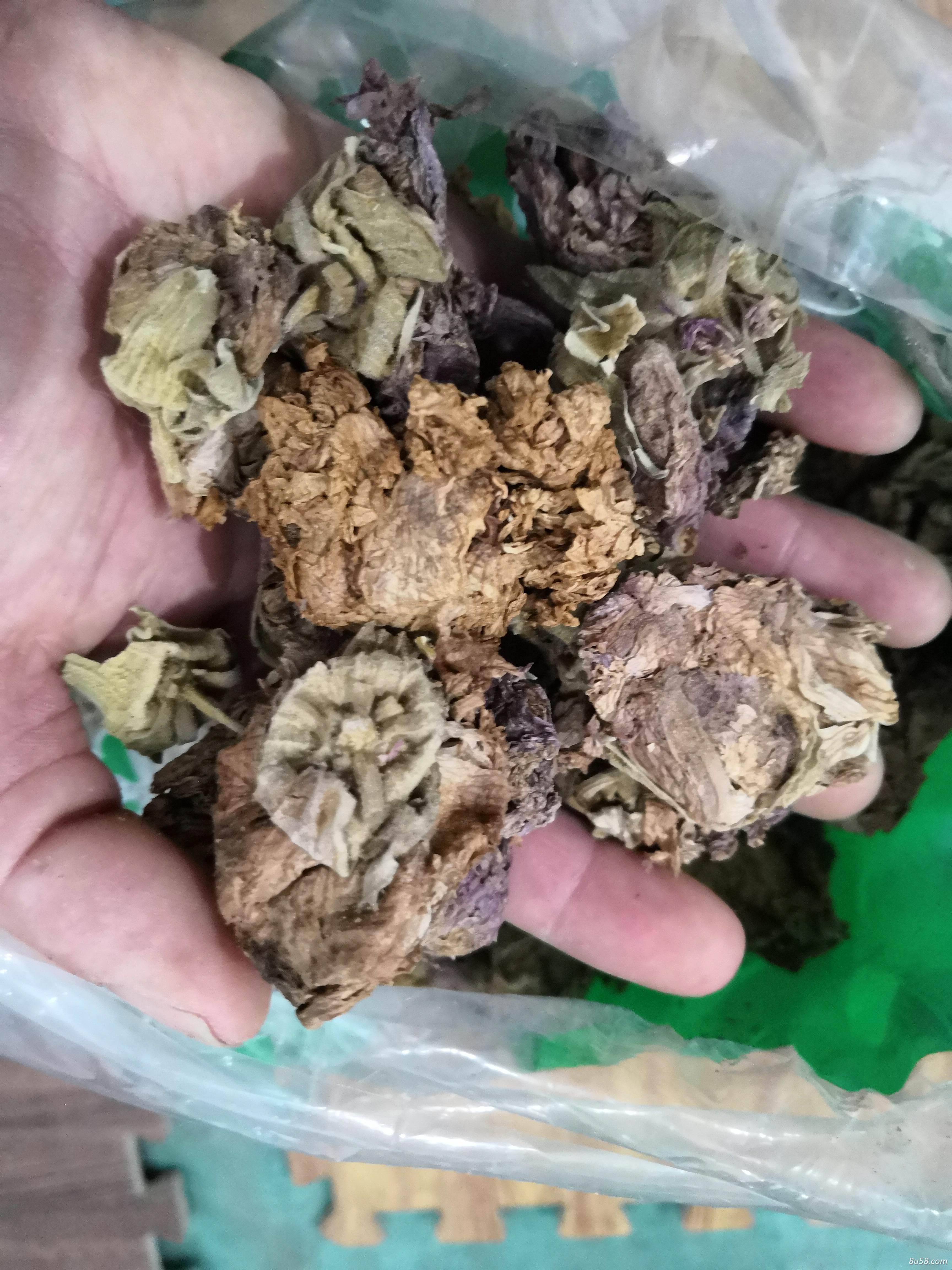 芙蓉花哪里能买到 芙蓉花多少钱一斤