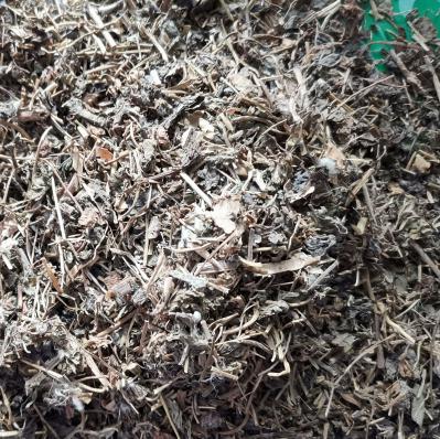 中药材繁缕哪里能买到 千针百线多少钱一斤