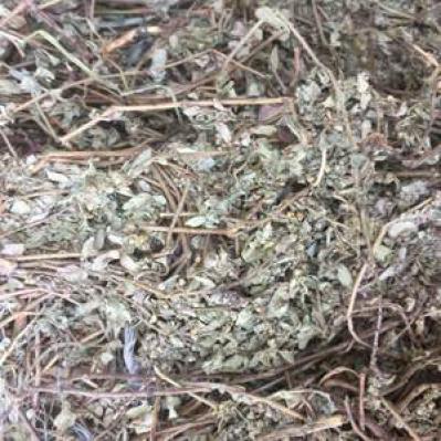 飞扬草哪里有卖 中药材飞扬草多少钱一斤