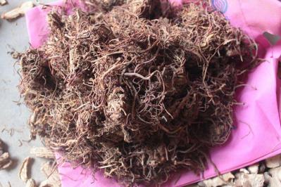 返魂草的功效作用 返魂草批发零售