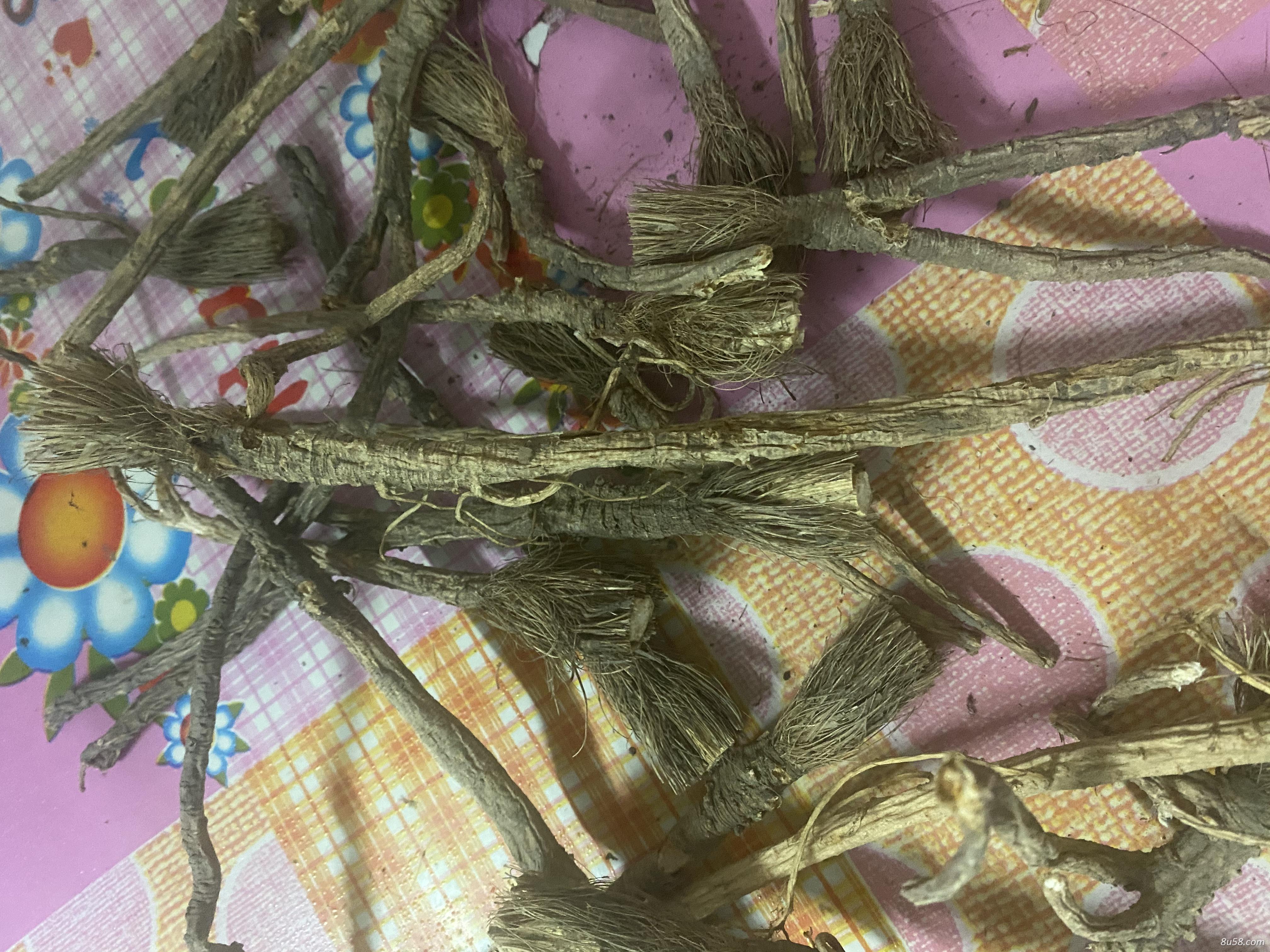 防风700斤有收购的吗