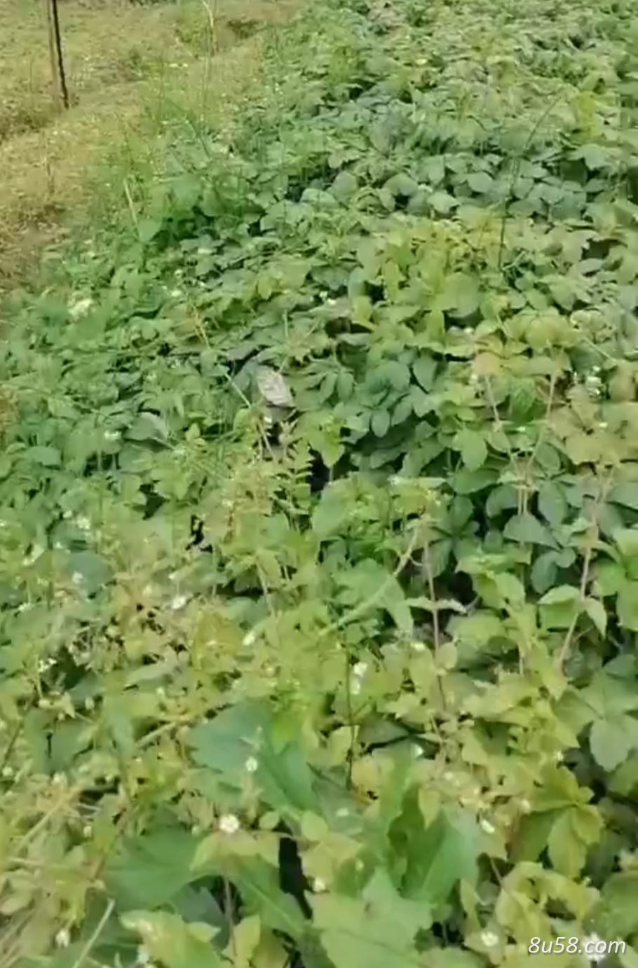 绞股蓝直供 年产量5吨  大额批发