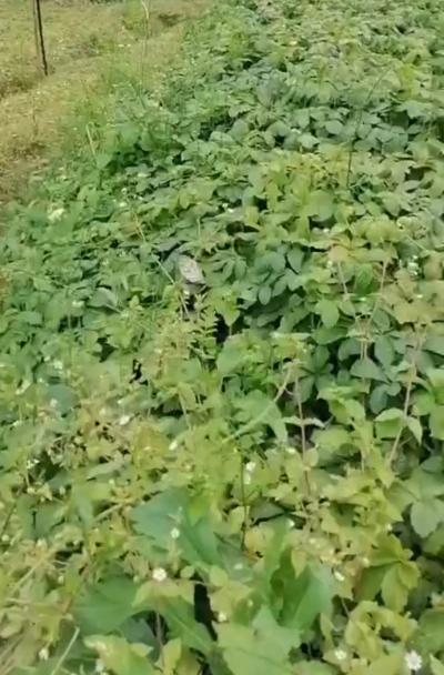 绞股蓝直供 年产量5吨  大额批发
