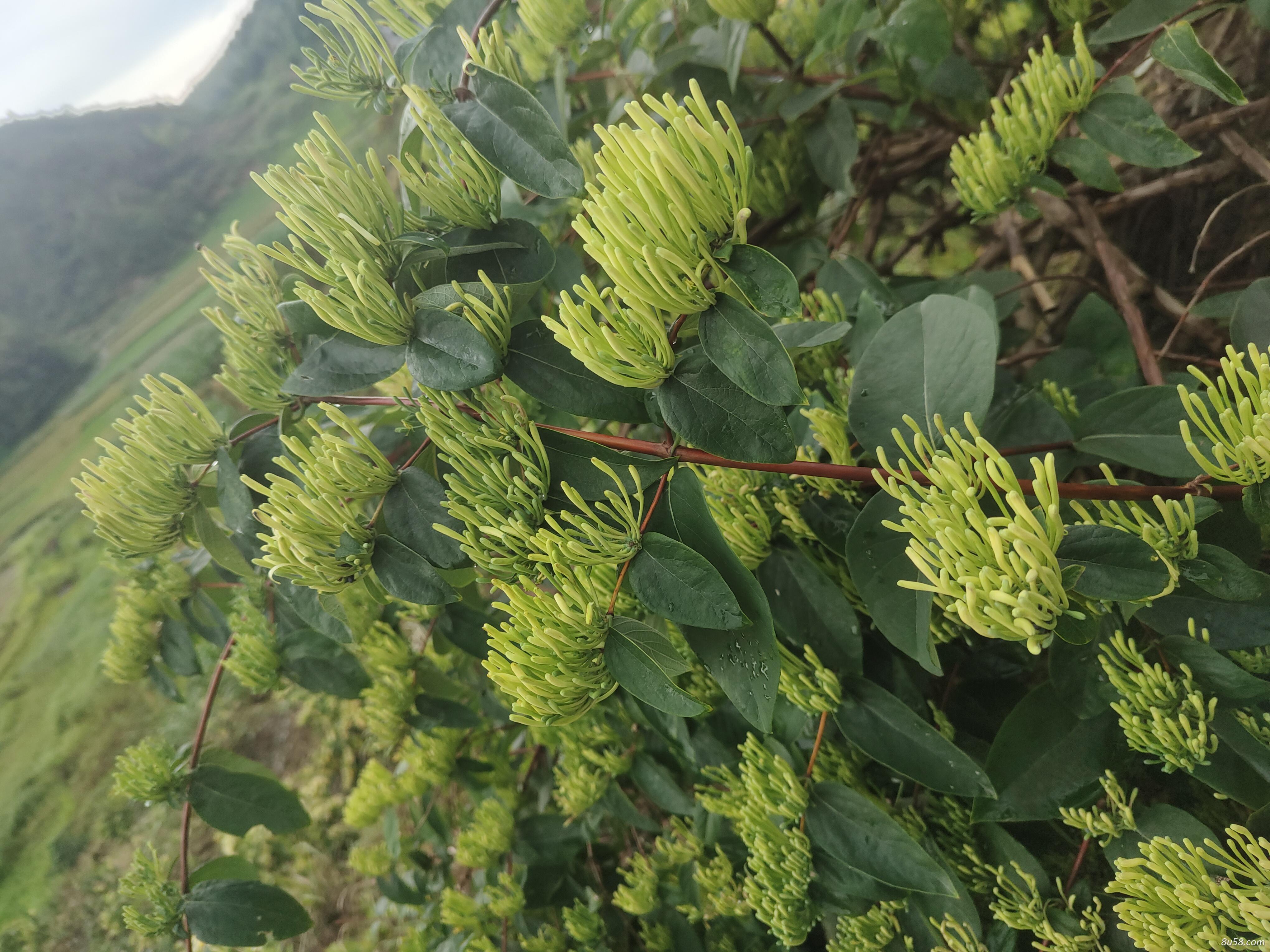 金银花