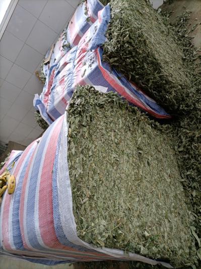 木豆叶