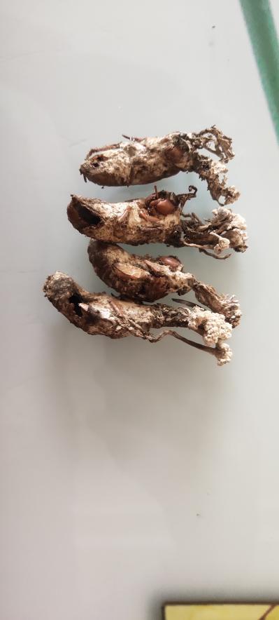 大量金蝉花