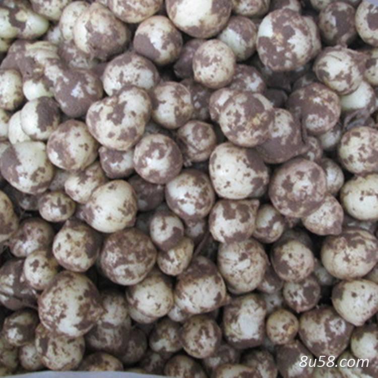 薤白丶小根蒜丶苦蒜