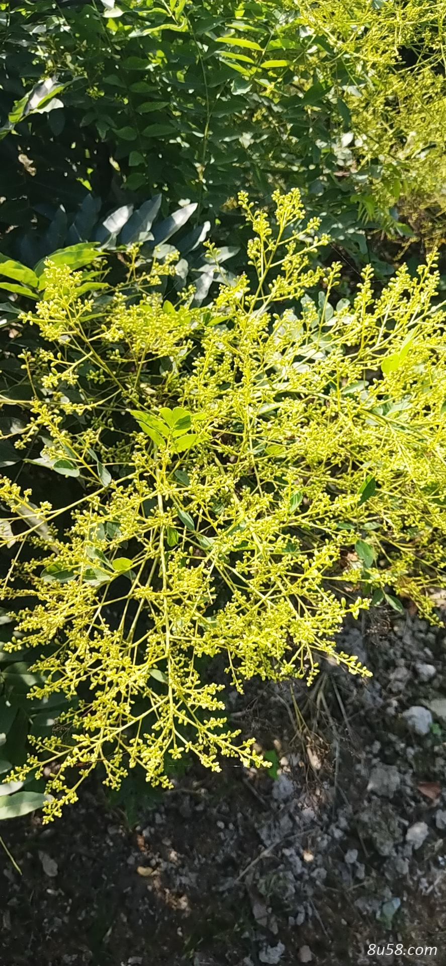 全州金槐销售